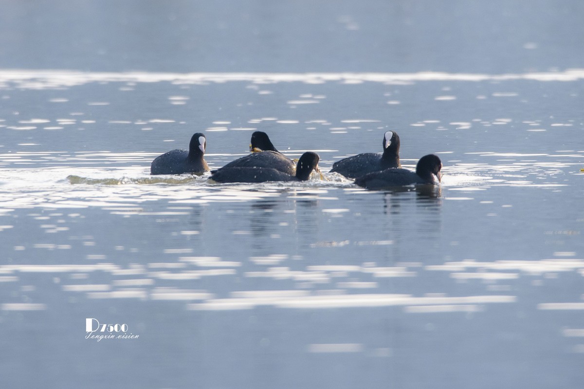 可爱的PI鹈（29）