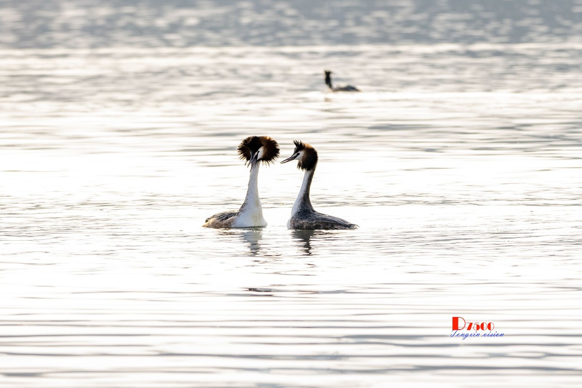 可爱的PI鹈（29）