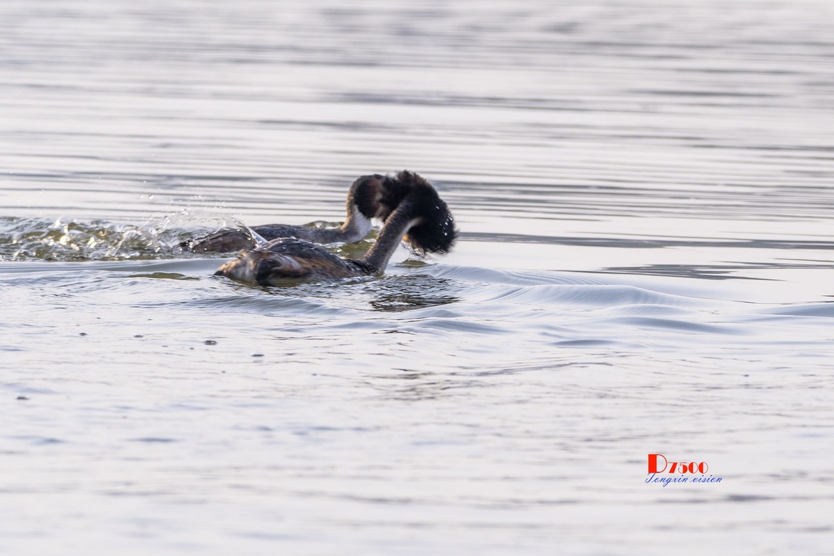 可爱的PI鹈（29）