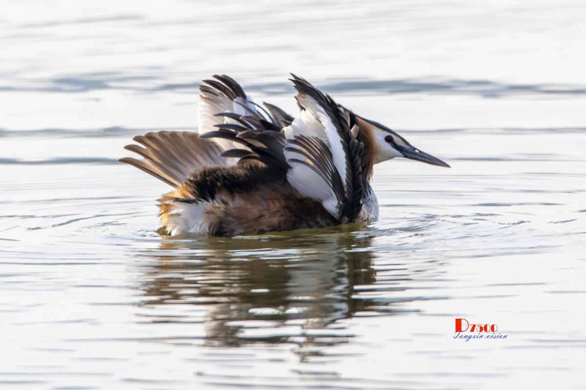 可爱的PI鹈（29）