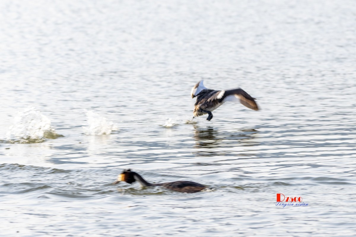 可爱的PI鹈（29）