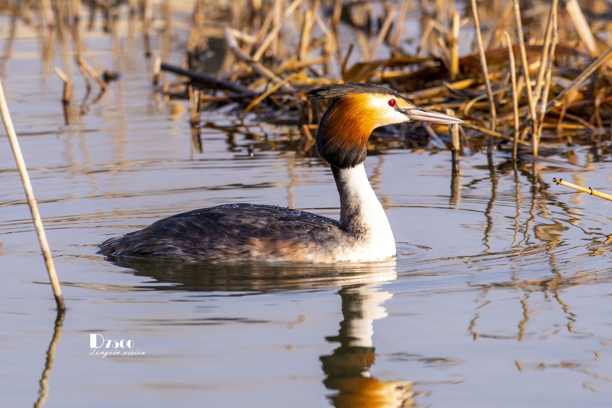 可爱的PI鹈（29）