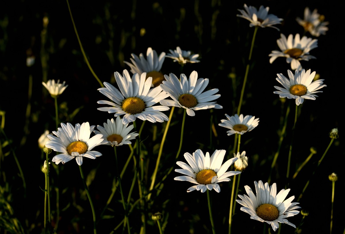 邛海湖畔【11】