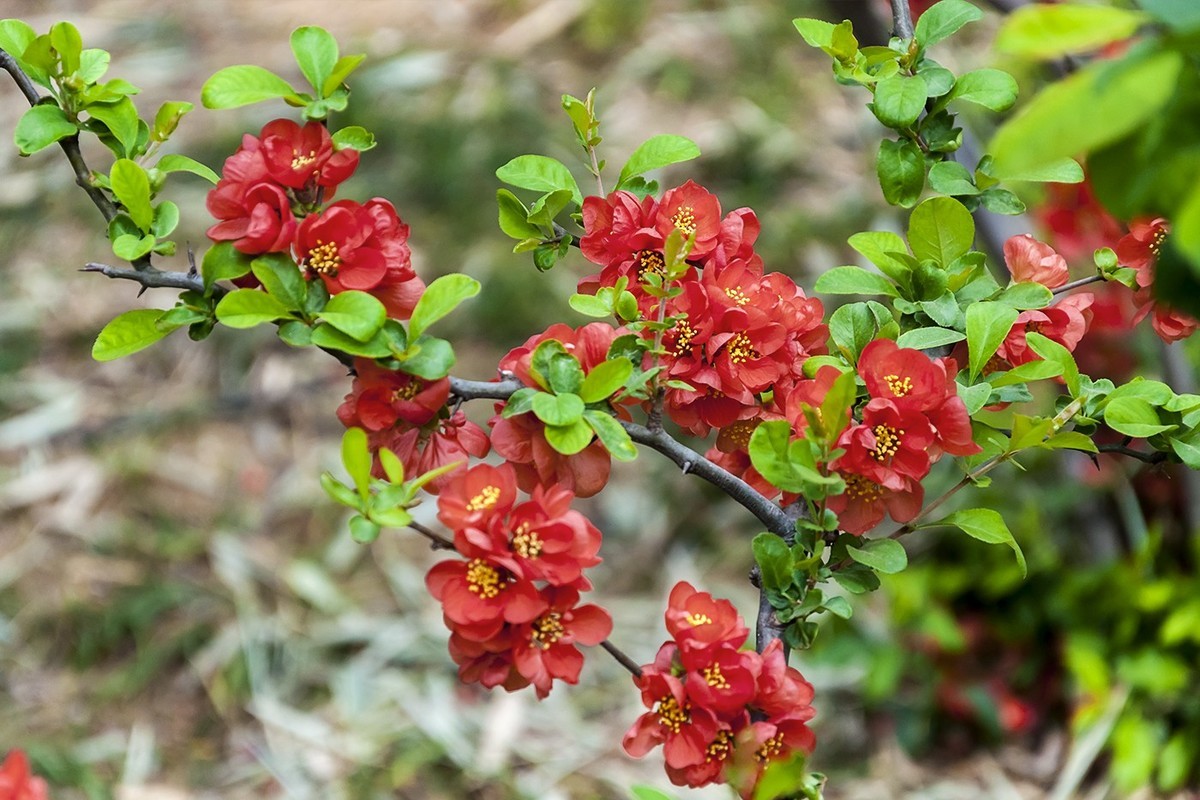 济南五龙潭贴梗海棠