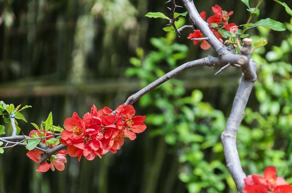 济南五龙潭贴梗海棠