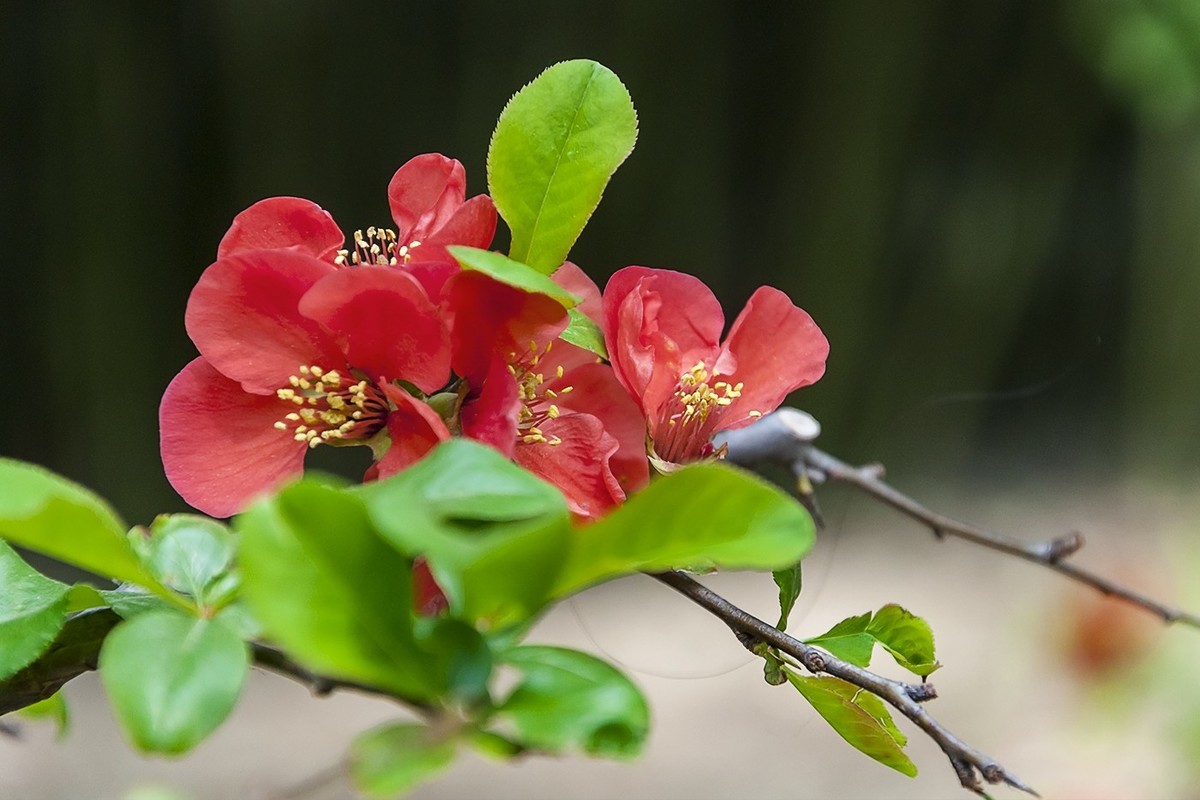 济南五龙潭贴梗海棠