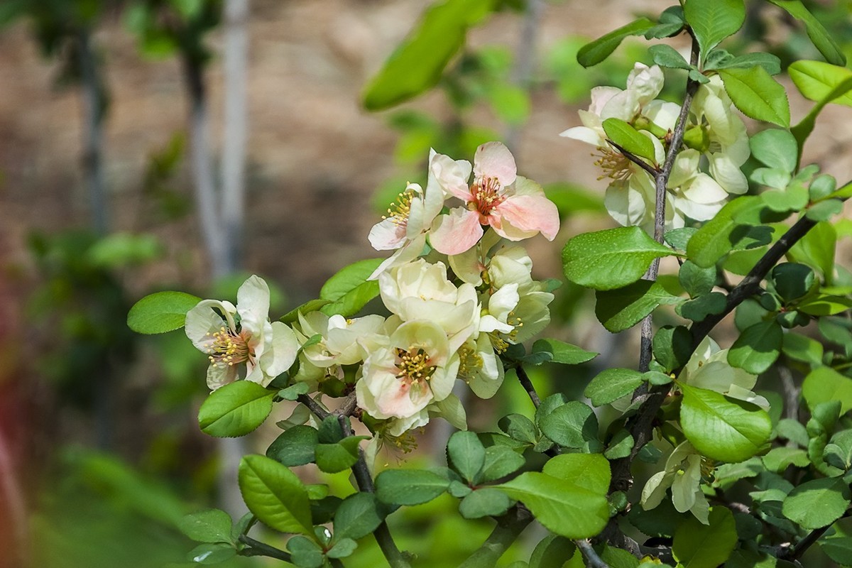 济南五龙潭贴梗海棠