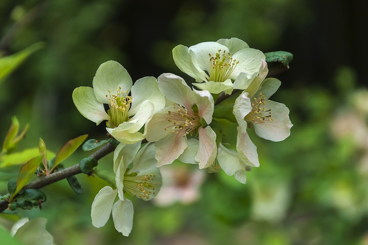 济南五龙潭贴梗海棠