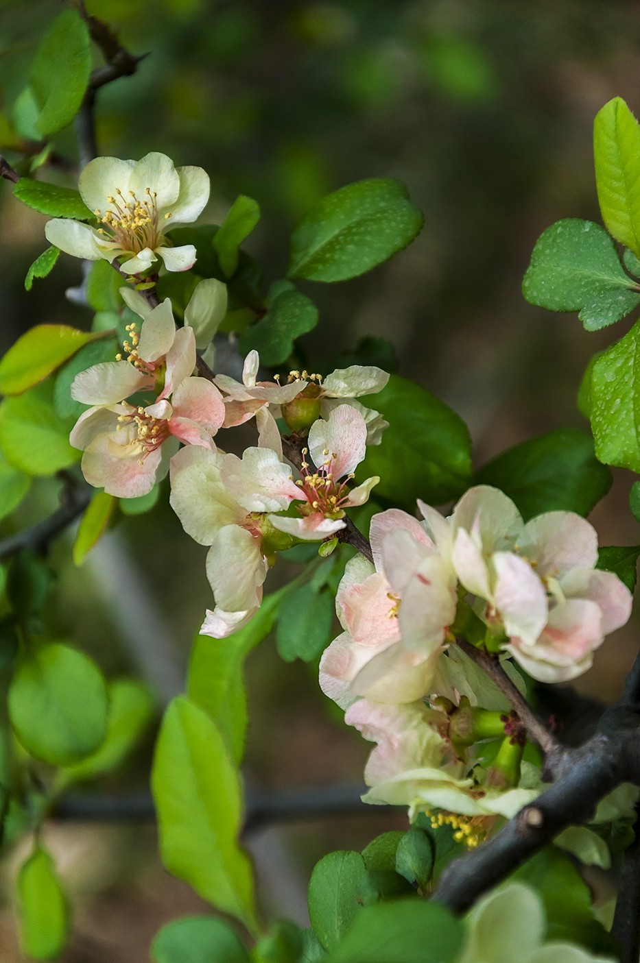 济南五龙潭贴梗海棠