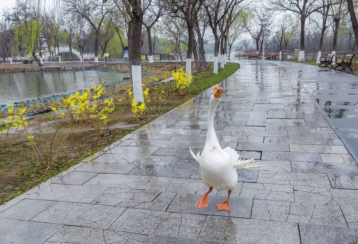 细雨蒙蒙的春景