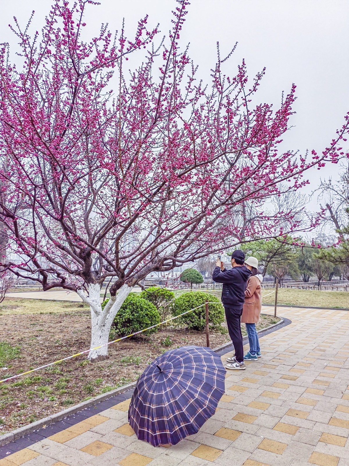细雨蒙蒙的春景