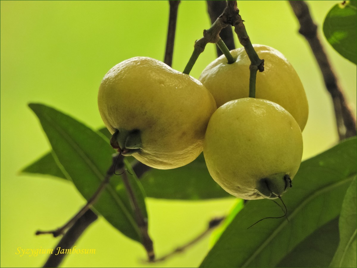 初夏水蒲桃熟了