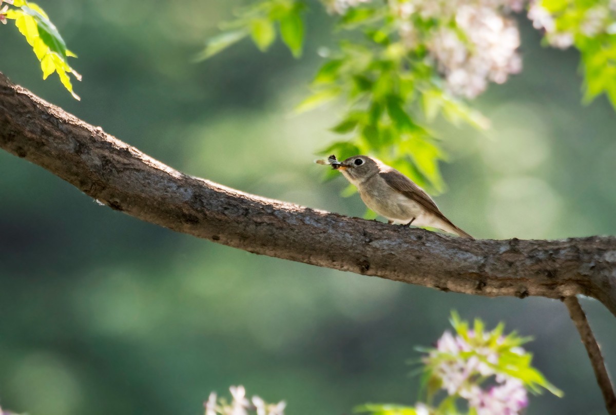 小鸟----北灰鹟（六）