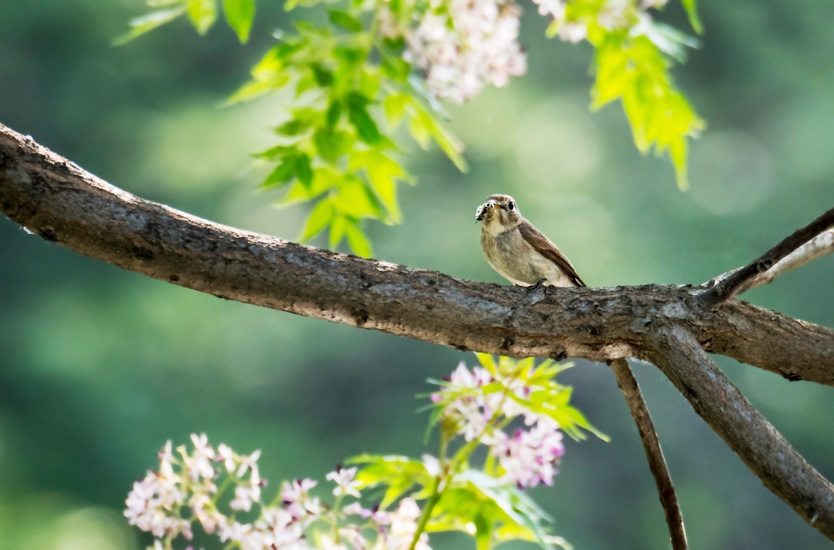 小鸟----北灰鹟（六）