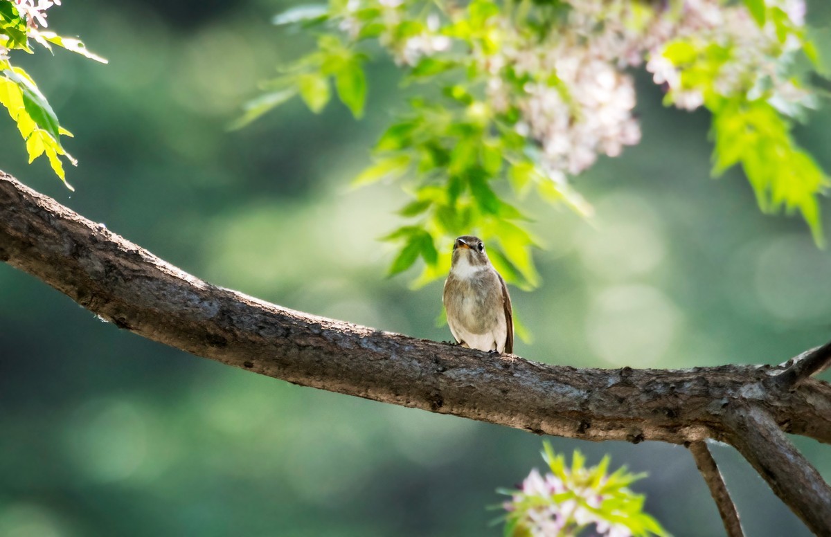 小鸟----北灰鹟（六）