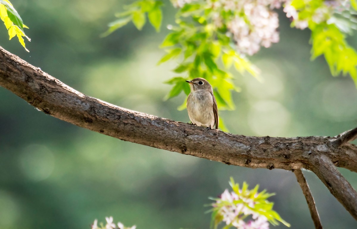 小鸟----北灰鹟（六）