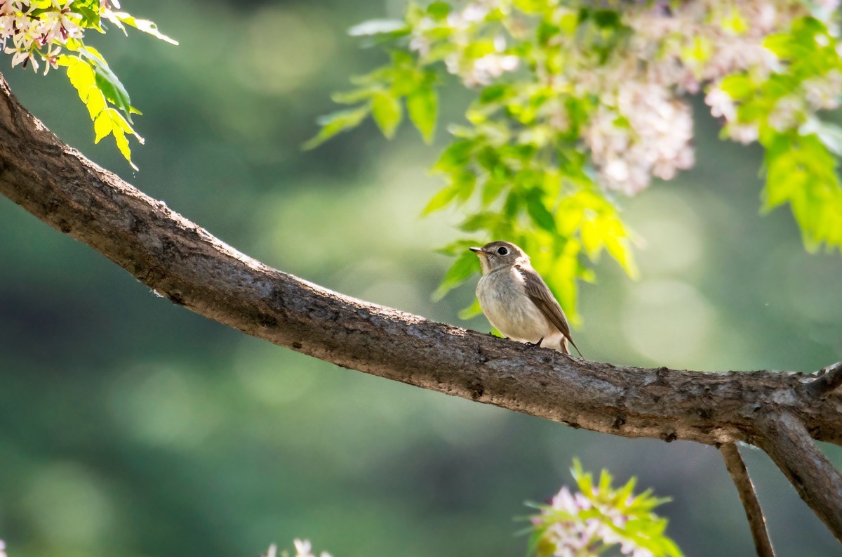 小鸟----北灰鹟（六）