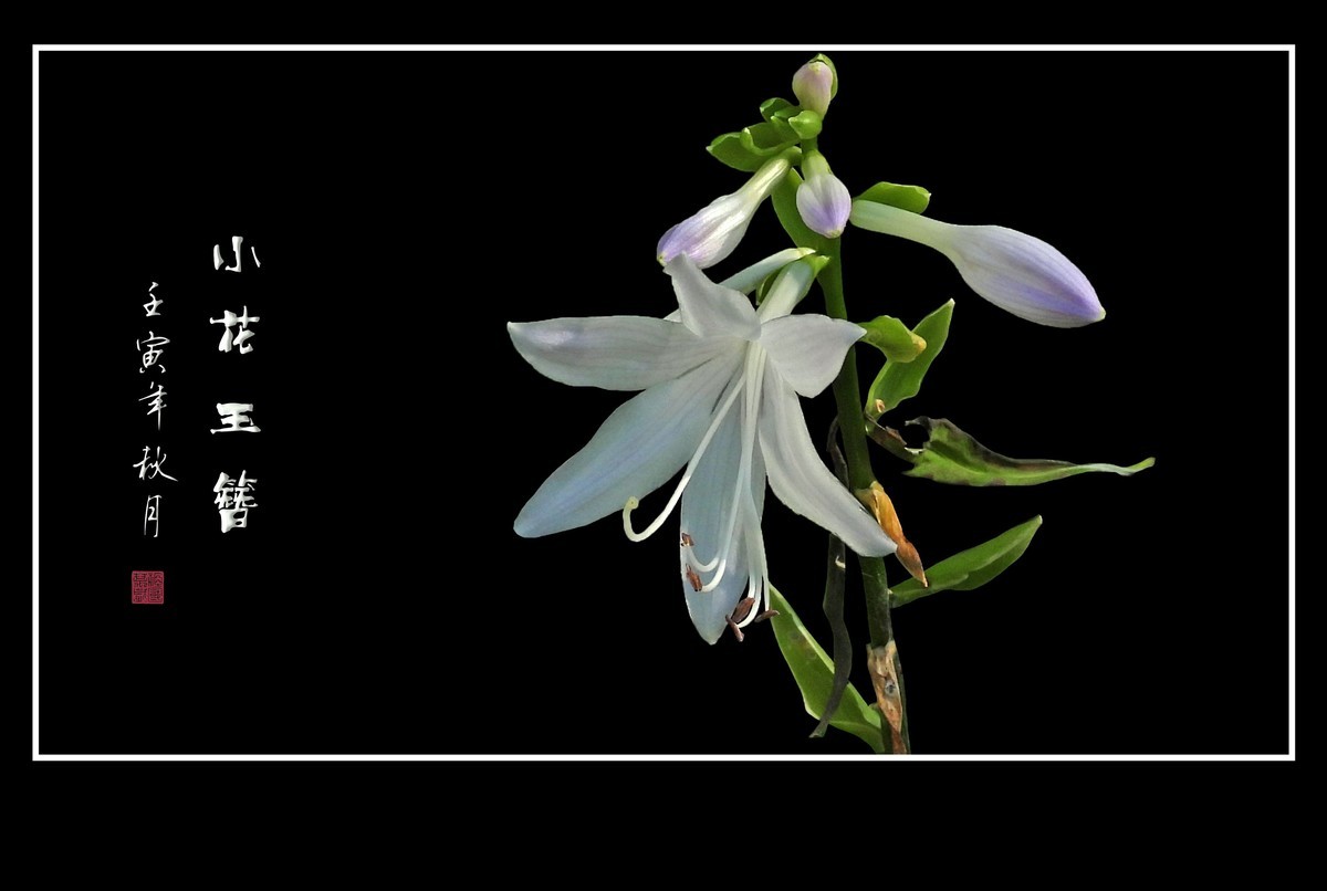 洁白漂亮的小花玉簪