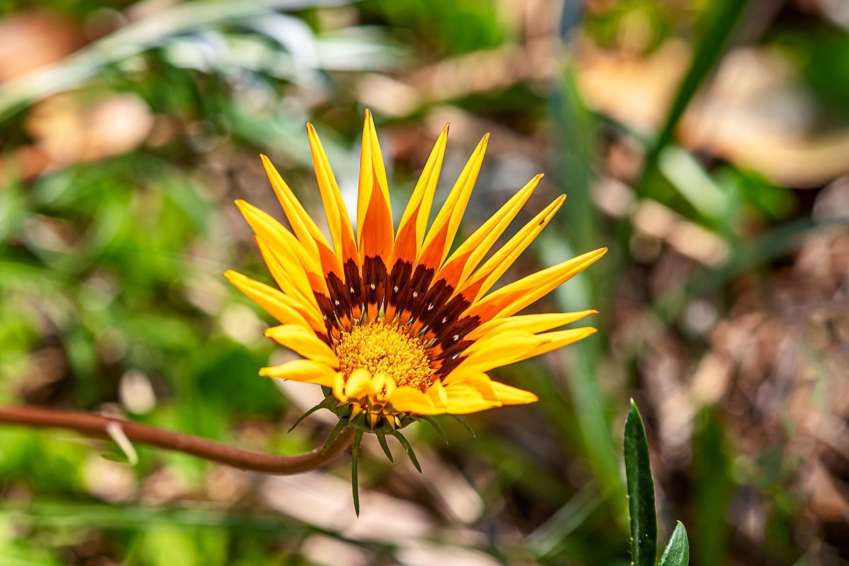 2022花城看花（36）：勋章菊