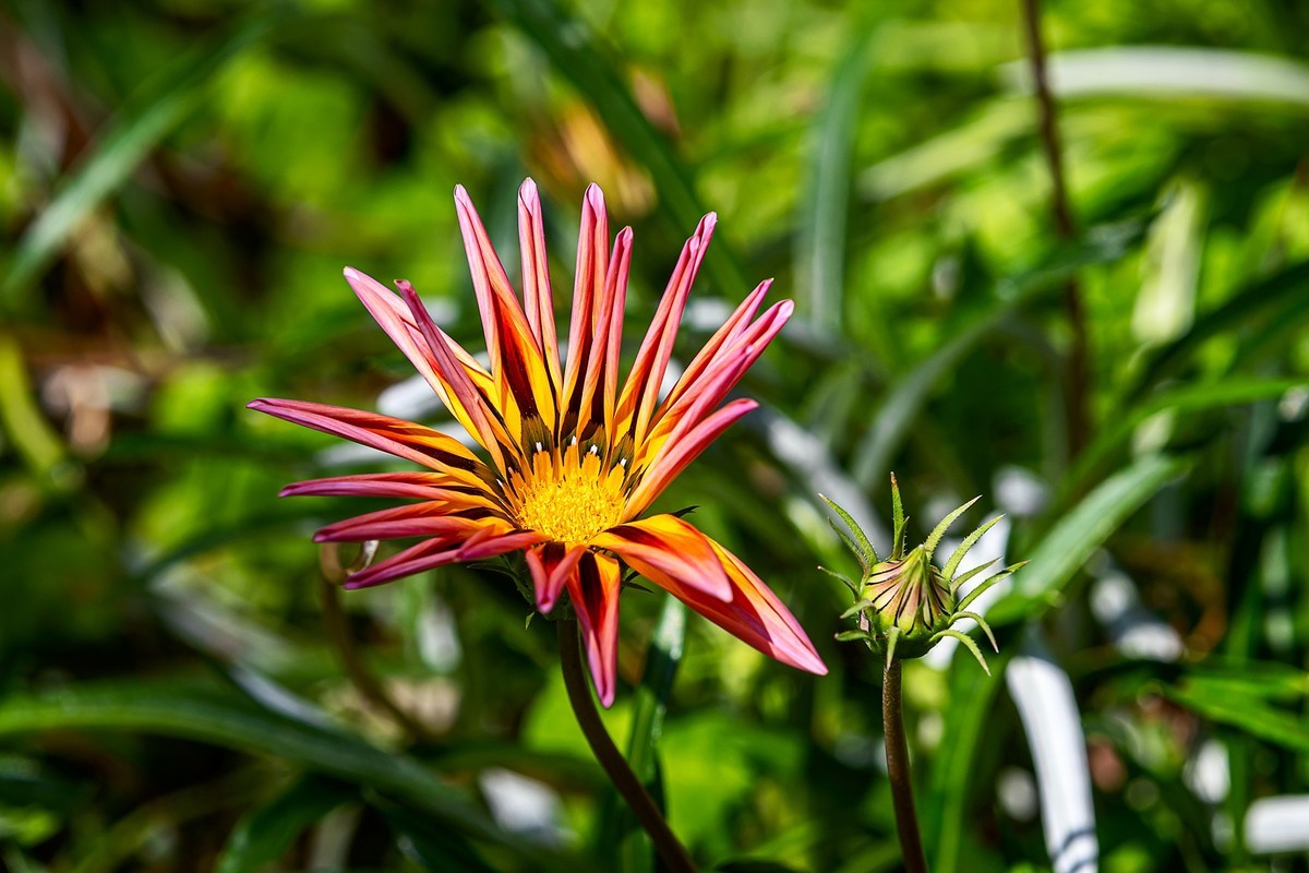 2022花城看花（36）：勋章菊