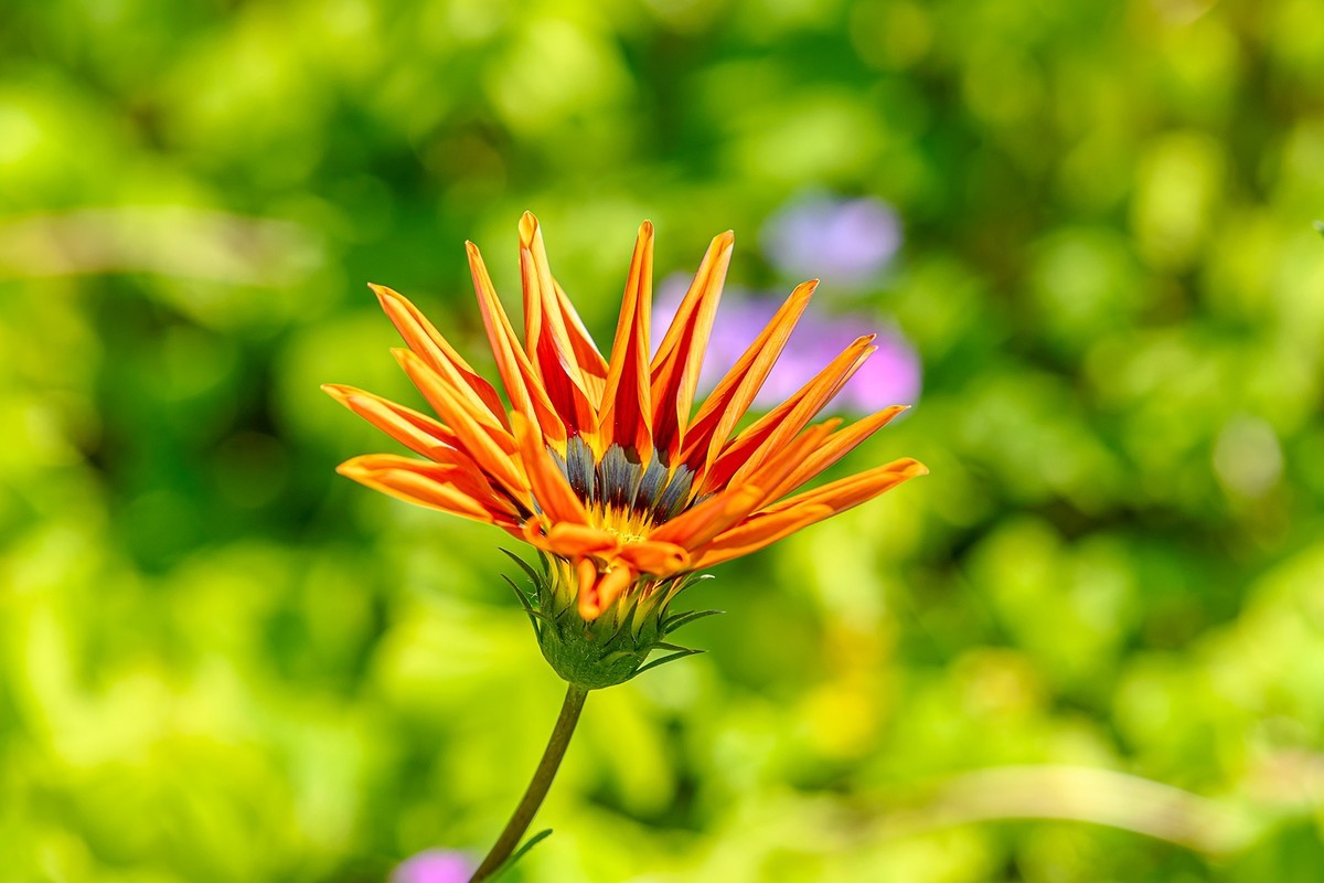 2022花城看花（36）：勋章菊