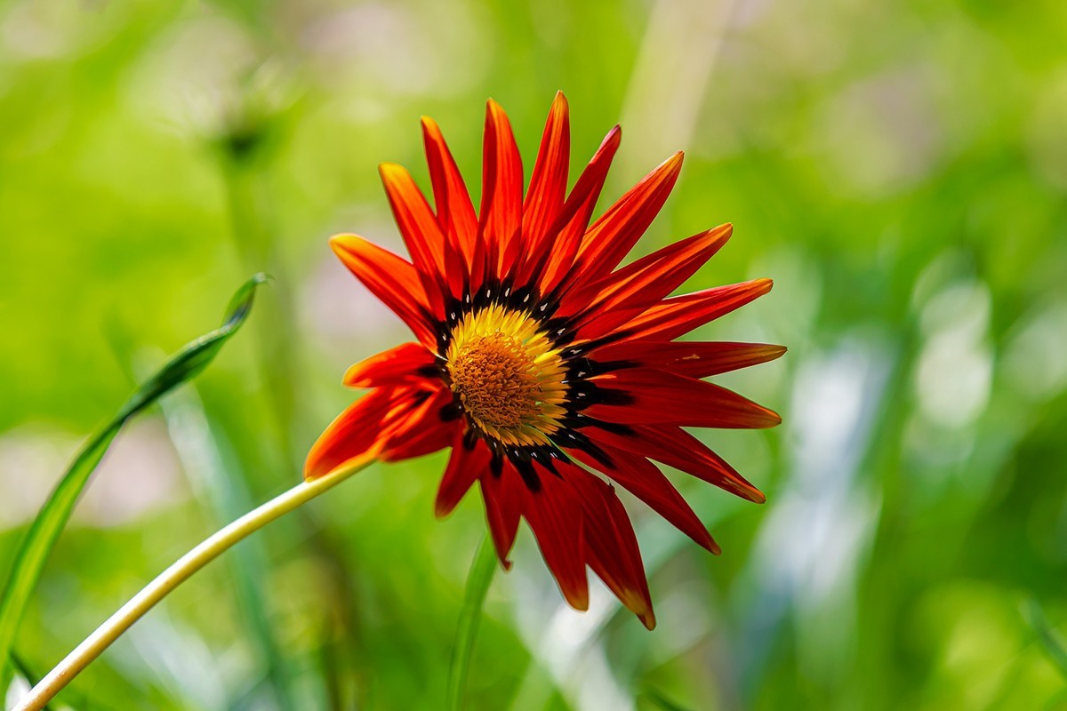 2022花城看花（36）：勋章菊