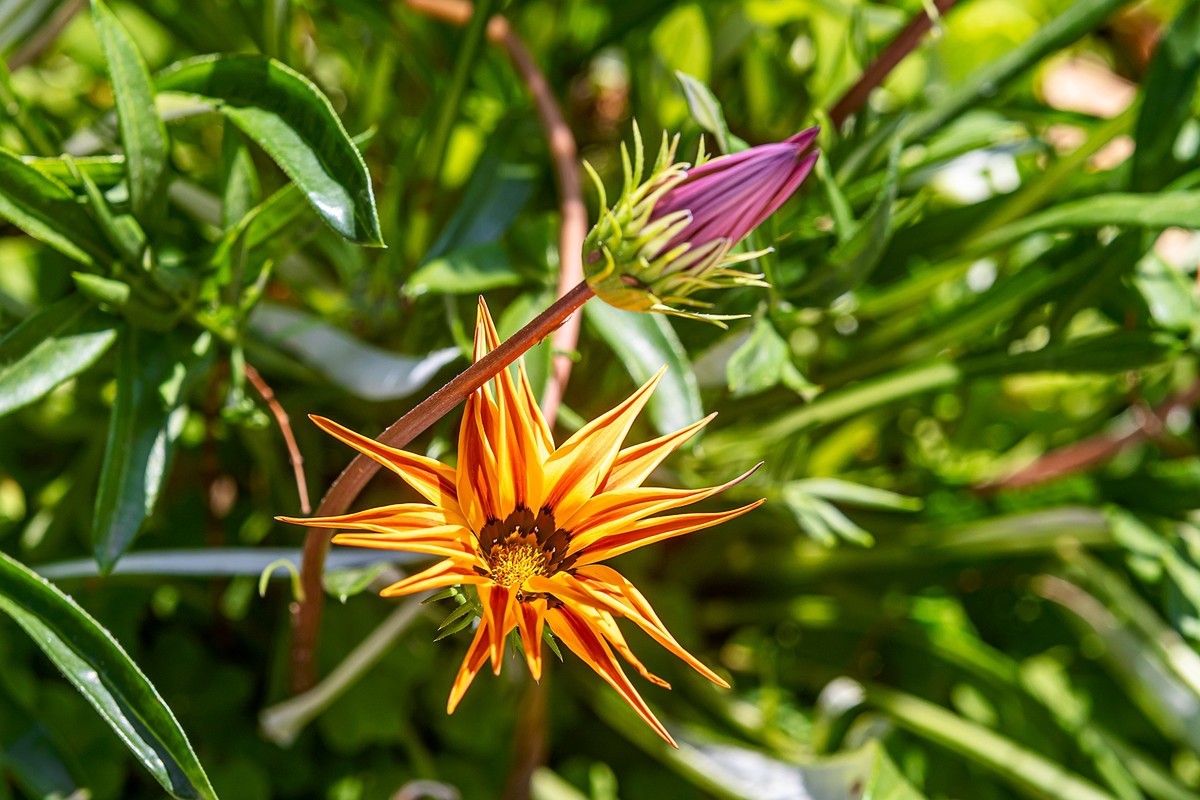 2022花城看花（36）：勋章菊