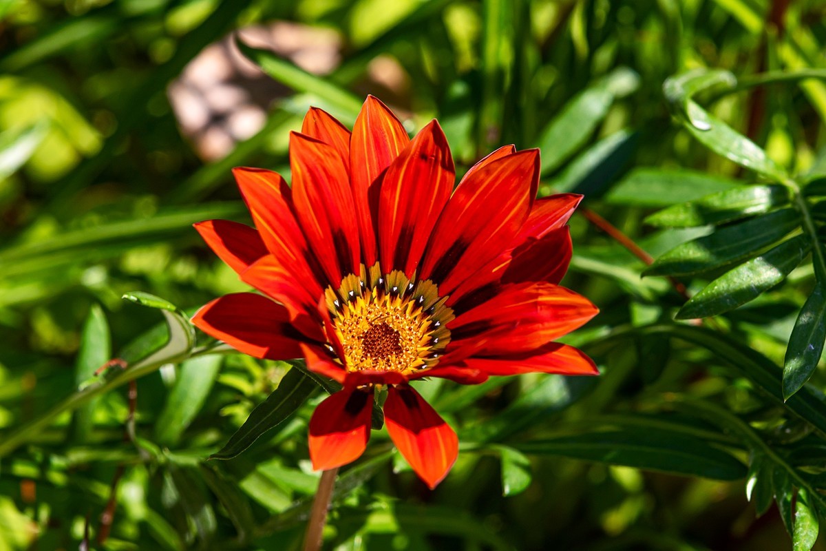 2022花城看花（36）：勋章菊