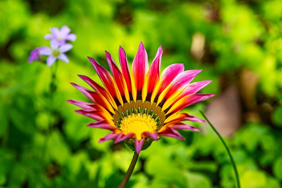 2022花城看花（36）：勋章菊