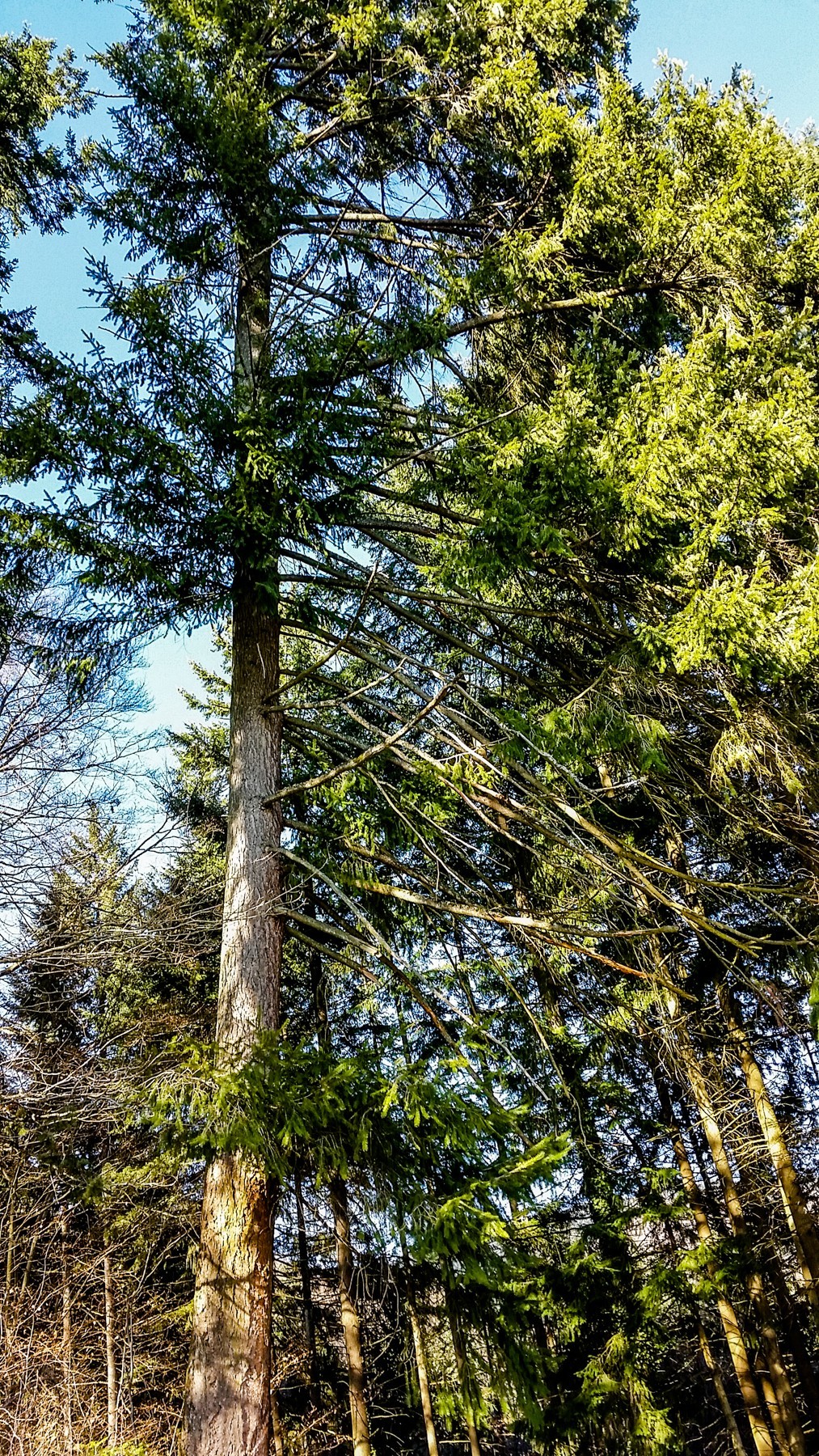 骑拍“黑森林”（南德）