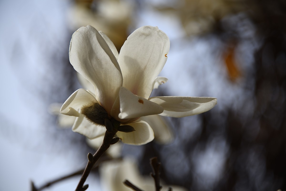 2023玉兰花（4）