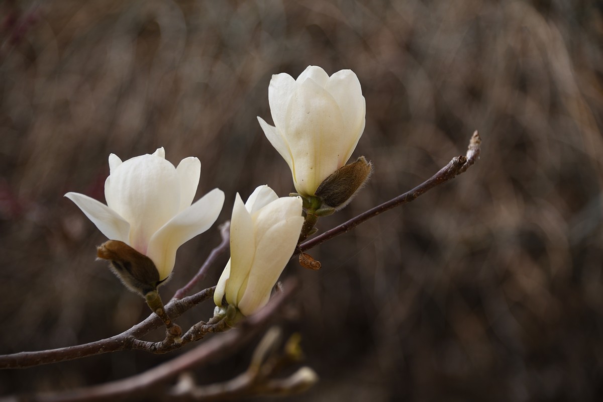 2023玉兰花（4）