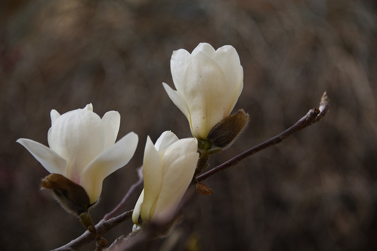 2023玉兰花（4）