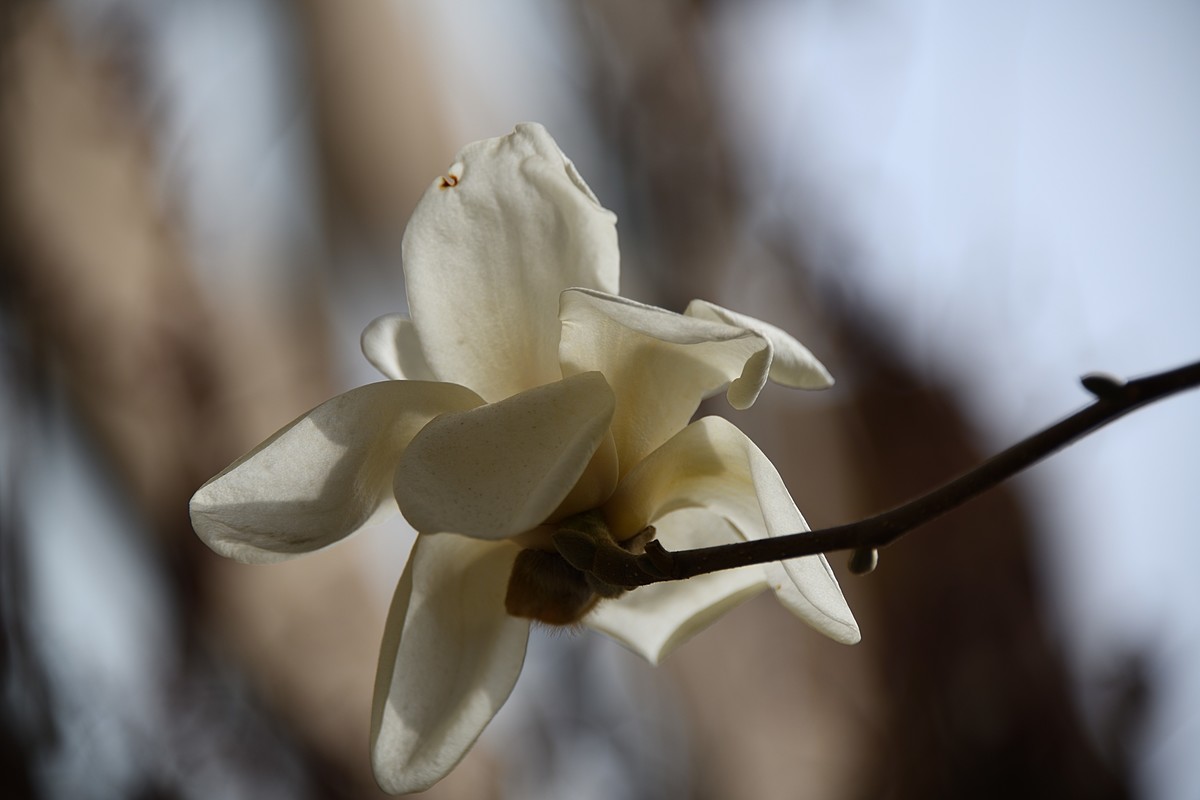 2023玉兰花（4）