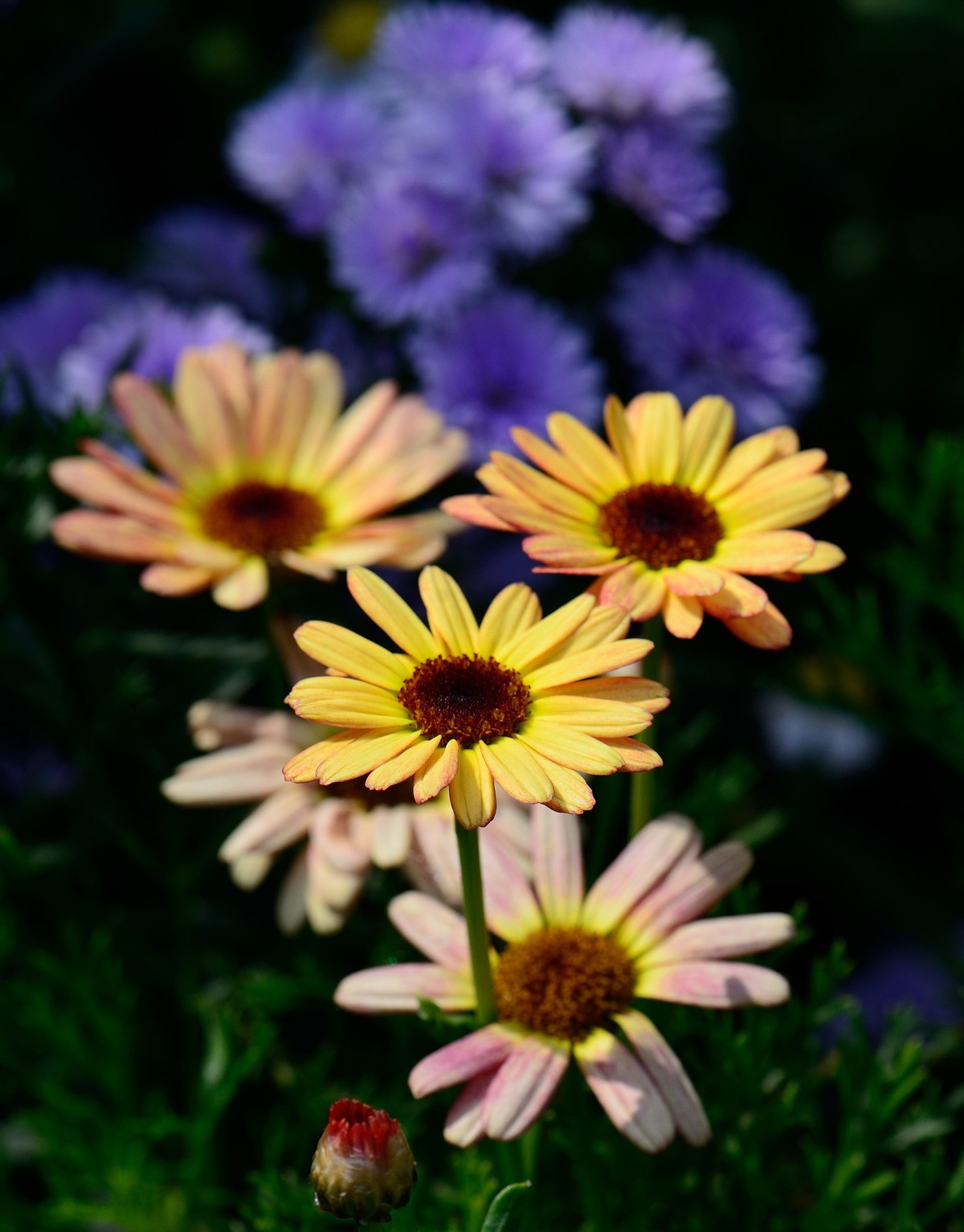 小花草