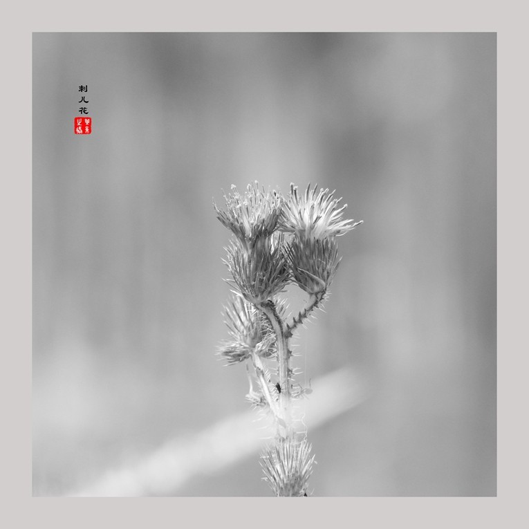 20230607黑白刺儿花