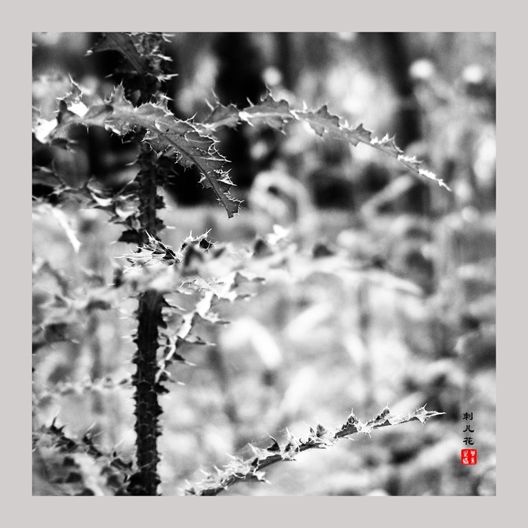 20230607黑白刺儿花