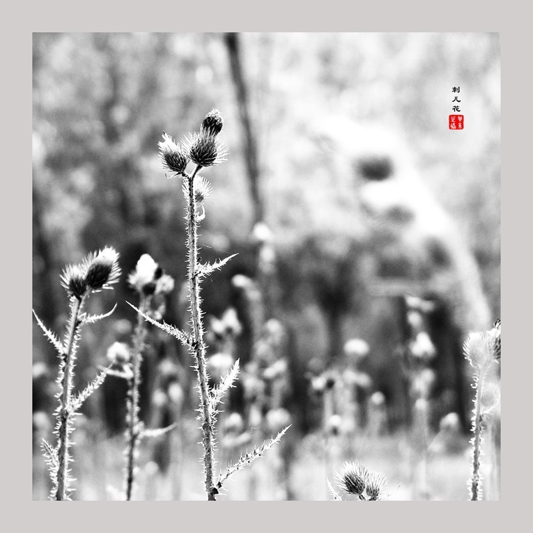 20230607黑白刺儿花