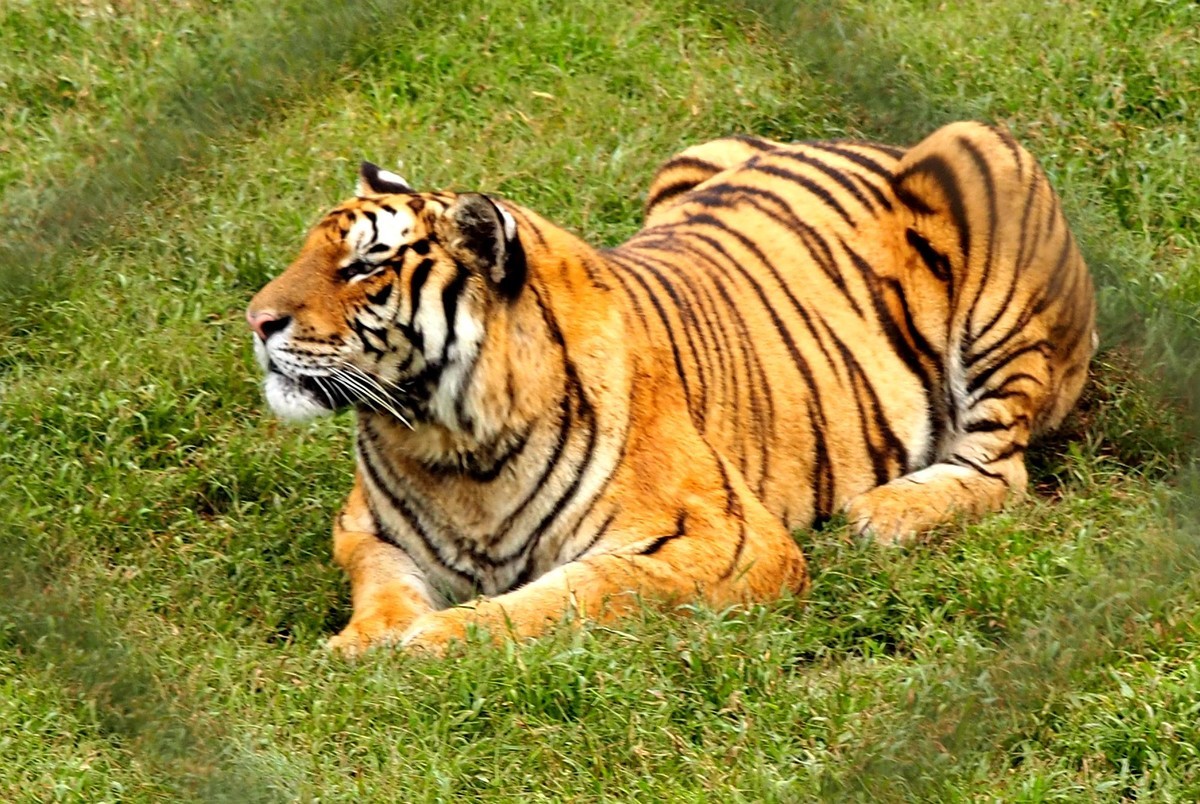 横道河子——虎园游拍（6）