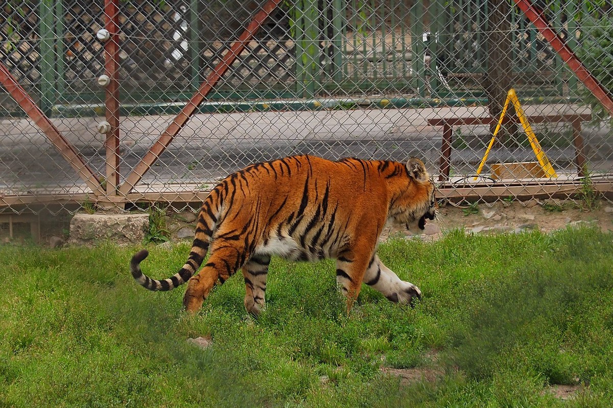 横道河子——虎园游拍（6）