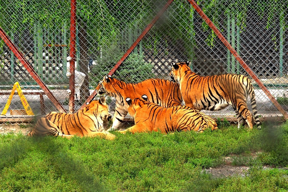 横道河子——虎园游拍（6）