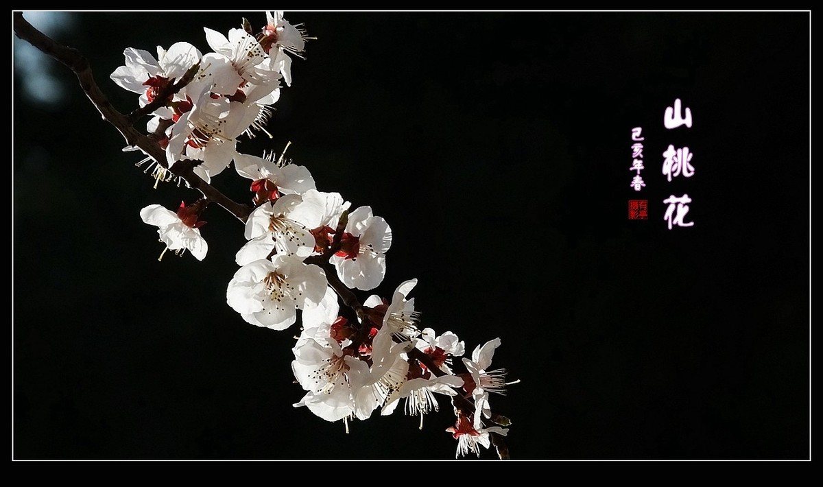 山桃花190324(3)
