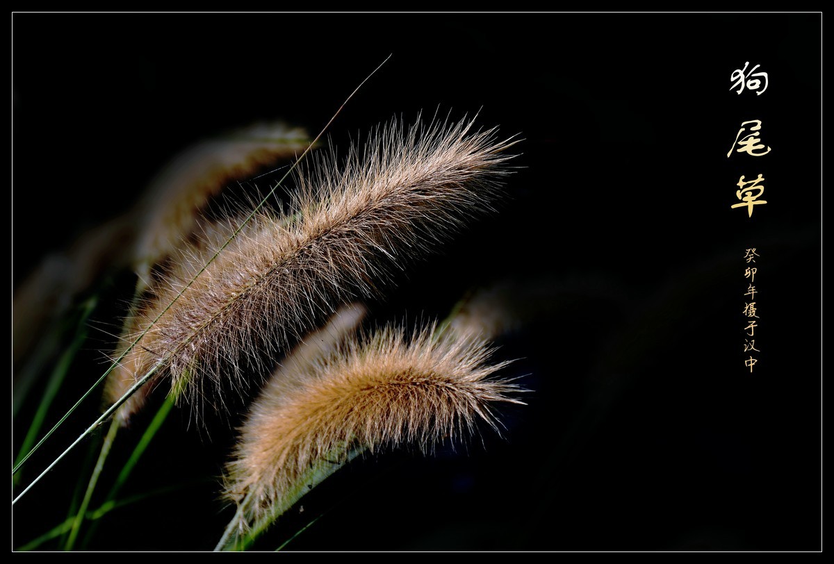 狗尾草（2023269）