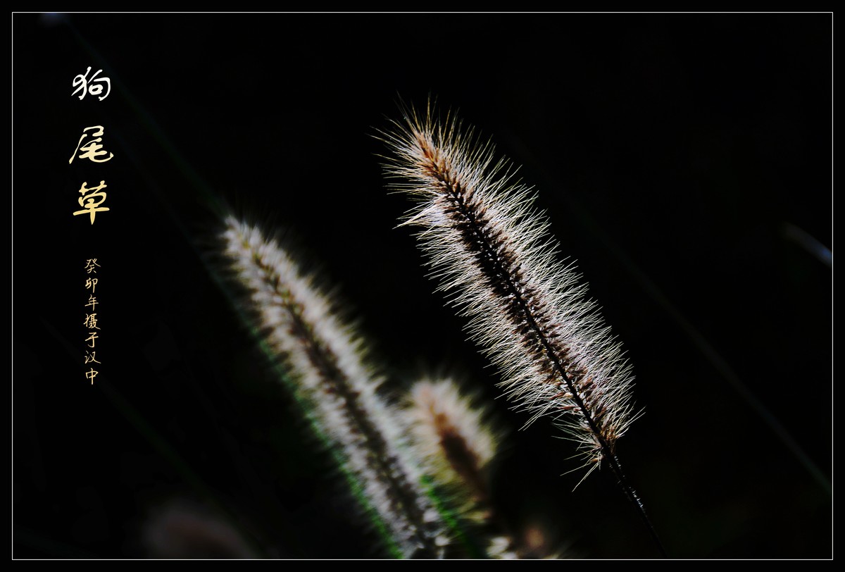 狗尾草（2023269）