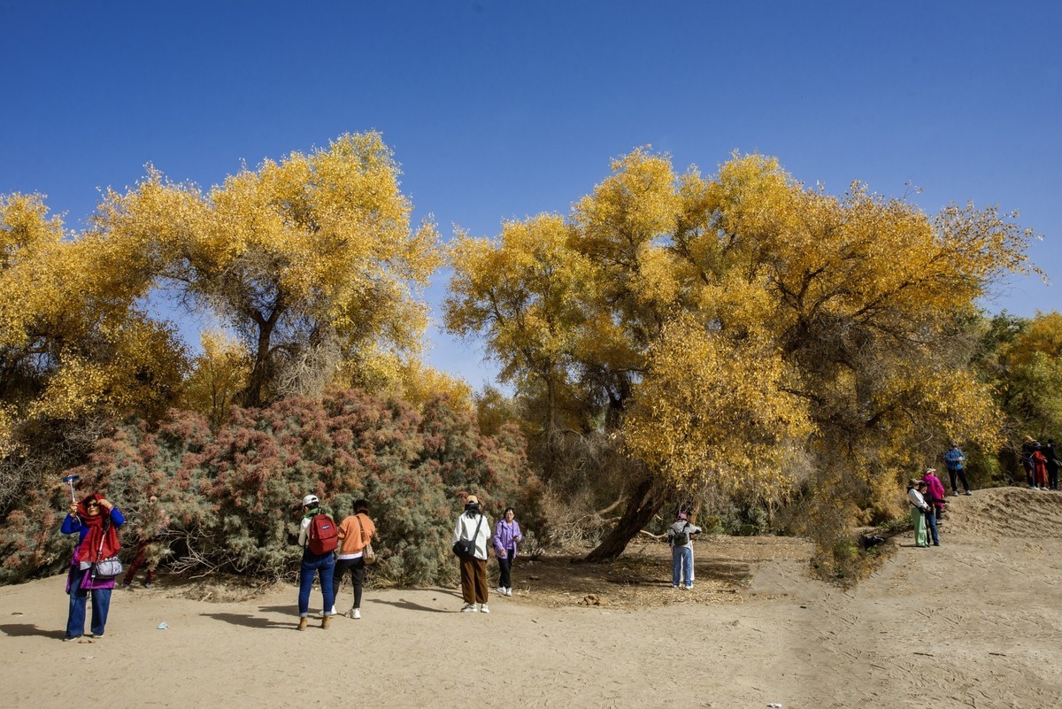 新疆旅拍（三）：塔里木胡杨林