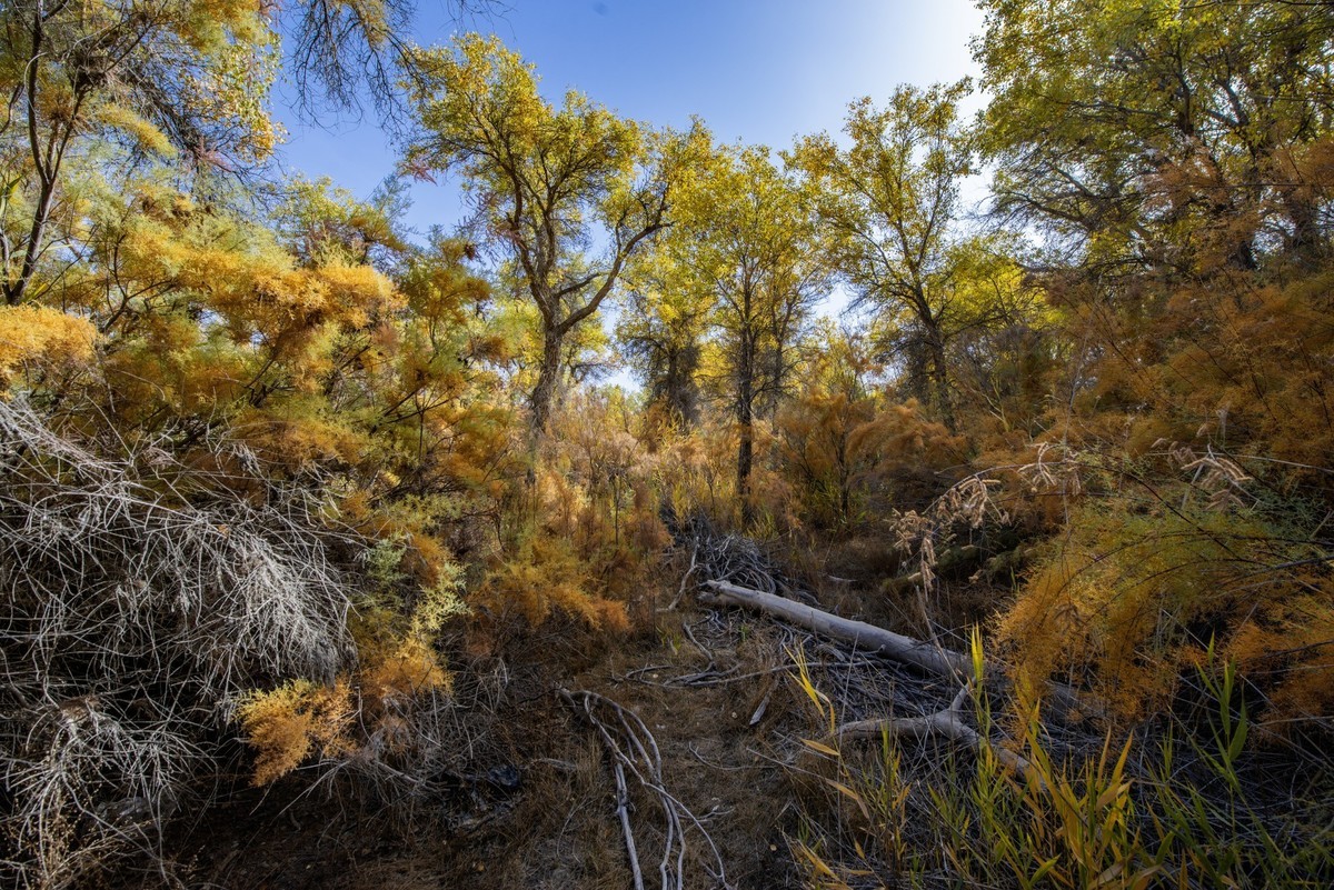 新疆旅拍（三）：塔里木胡杨林