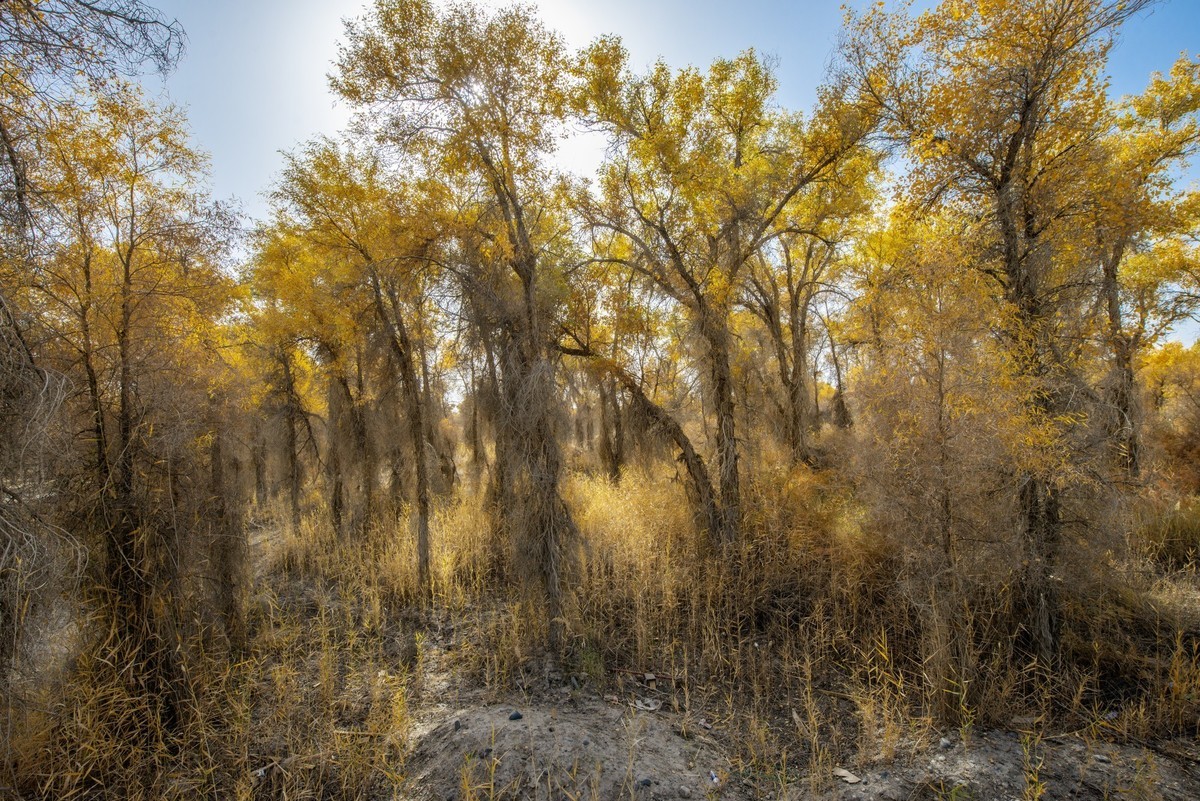 新疆旅拍（三）：塔里木胡杨林