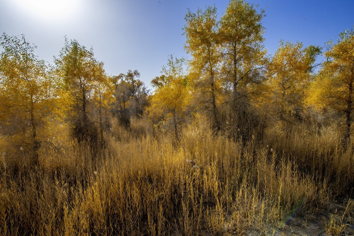 新疆旅拍（三）：塔里木胡杨林