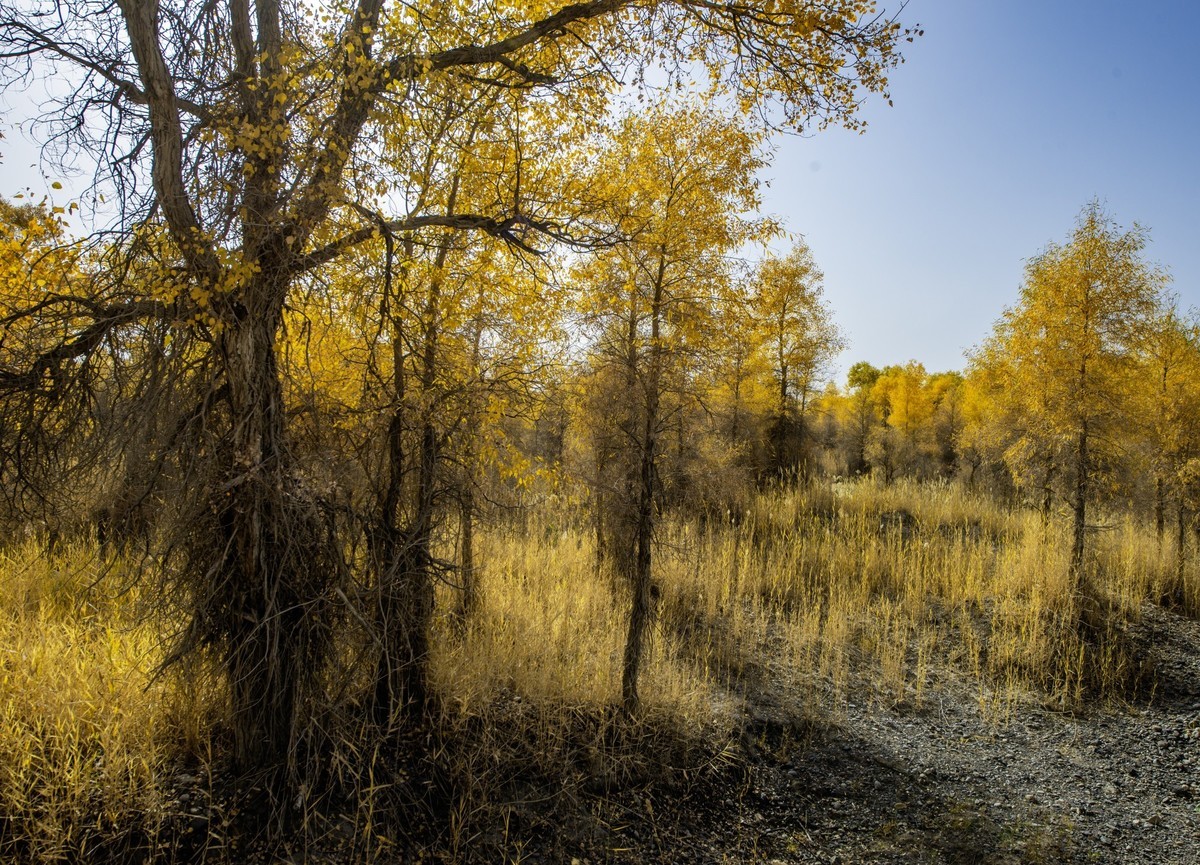 新疆旅拍（三）：塔里木胡杨林