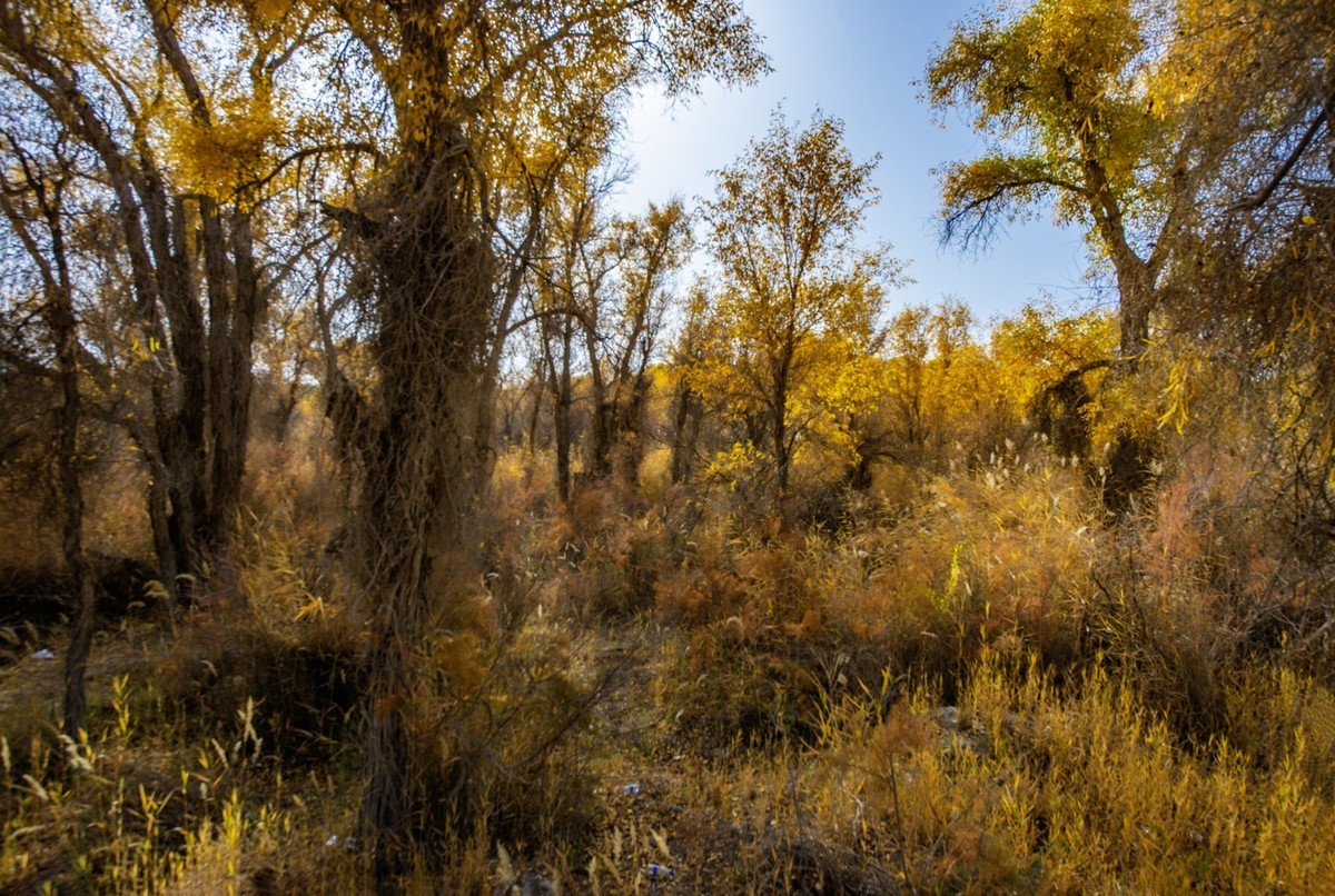 新疆旅拍（三）：塔里木胡杨林